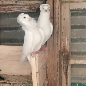 kepderi