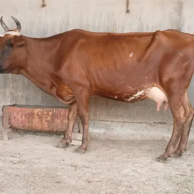 goleli