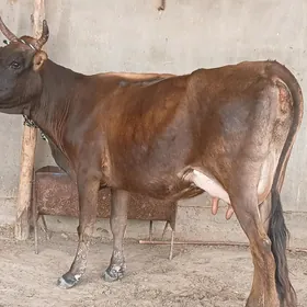 goleli