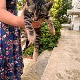 котенок/pişik