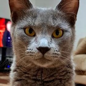 Котята. Парода.