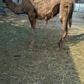 owşuk