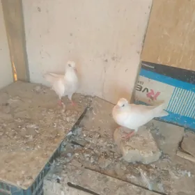 kepderi