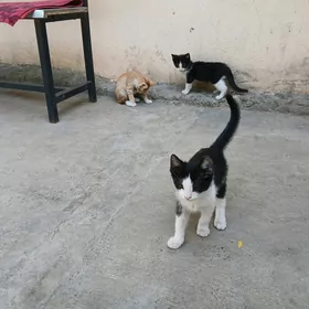 caga pisik