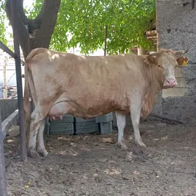 sygyr