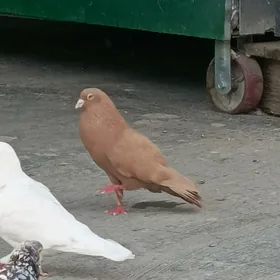 kepderi