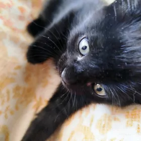 котятки в добрые руки