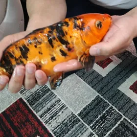 karp koi