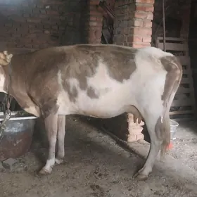 gysyr sygyr