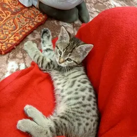 котёнок