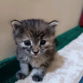 Pişijek