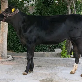Çornipiostir Tuwe