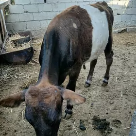 Okuzce