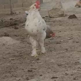 Brama horazlar