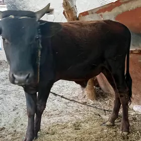 öküz