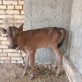 Goleli sygyr