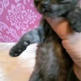 котенок