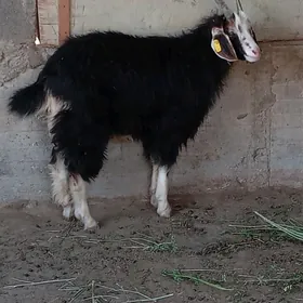 çebiş