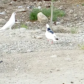 Kepderi