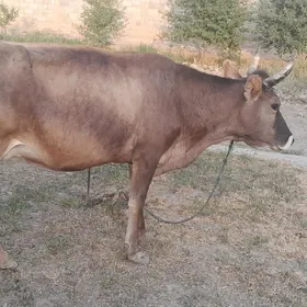 sygyr