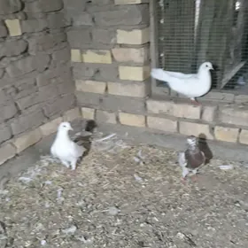 kepderi