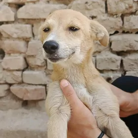 собачка