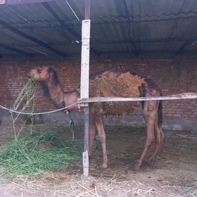 Owşuk
