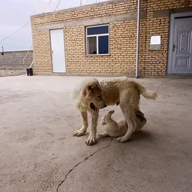 türkmen it köpek