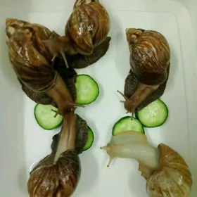улитки