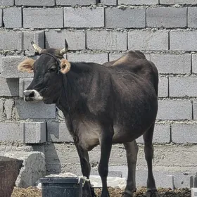 Sygyr
