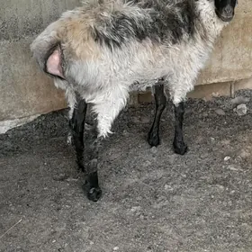 goýun