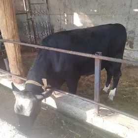 öküz