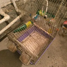 papugay un ketek