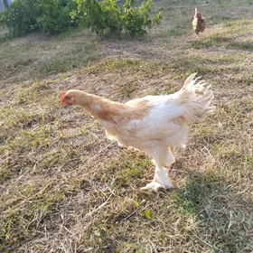 brama horaz