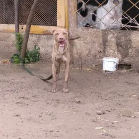 pitbul it