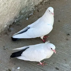 kepderi