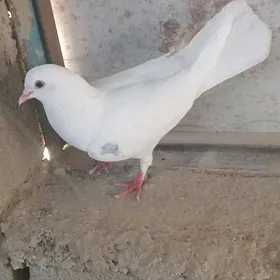 Kepderi
