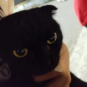 Вислоухий кошка