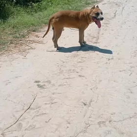 Pitbul