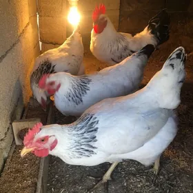 Towuk adler