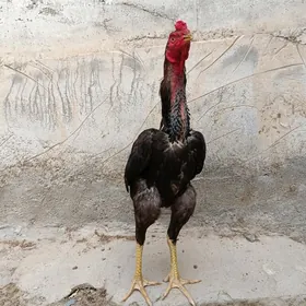 Taşkent horaz