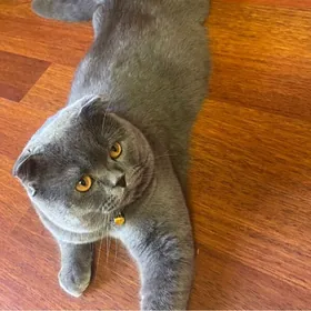 кот для вяски