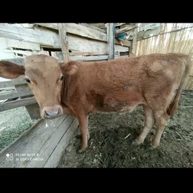 OKÜZÇE 1YYL 3AY