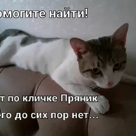 кот Пряник