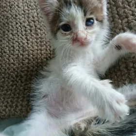 добрый маленкий котёнок мальчи