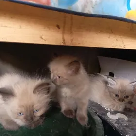 кошки