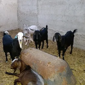 Pakistan mitis tekeler