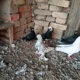 kepderi