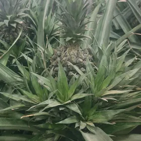 ananas miyweli