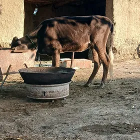 Tùwe